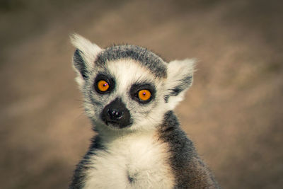 Close-up portrait of chihuahua