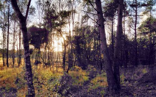 Bare trees in forest