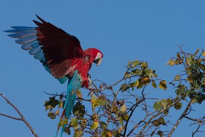 Low angle view of bird perching on tree against blue sky