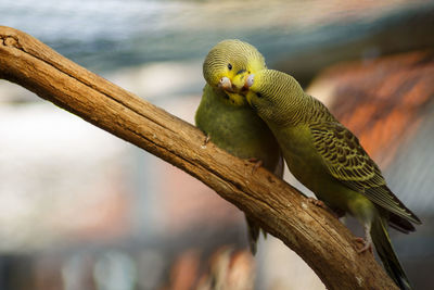 Close-up of bird perching on branch