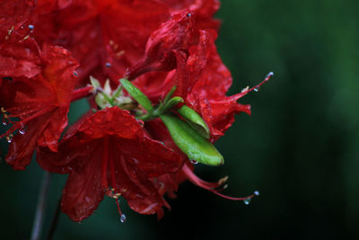 Close-up of red flowering plant