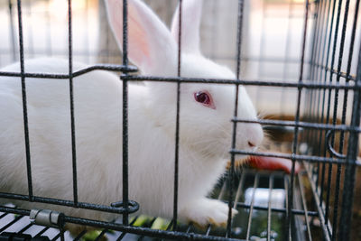 Close-up of cat in cage