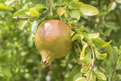 Close-up of pomegranate