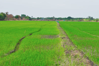 Scenic view of agricultural field against sky