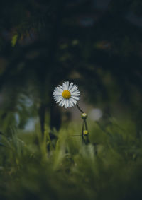 Close-up of white flowering plant on field