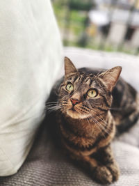 Close-up portrait of tabby cat