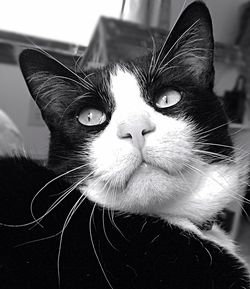 Close-up portrait of cat