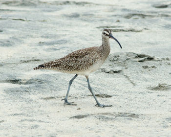 Bird on beach