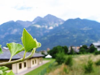 Close-up of green plant against mountain range