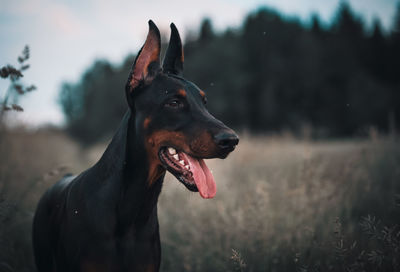 Dog looking away on field