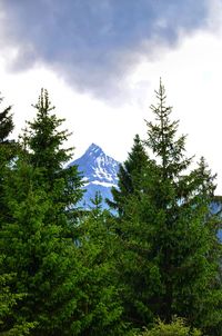 Low angle view of pine trees against sky