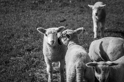 Sheep standing in a field