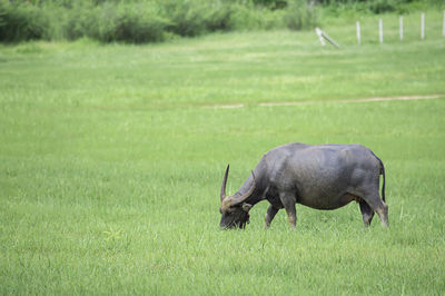 Sheep grazing in a field