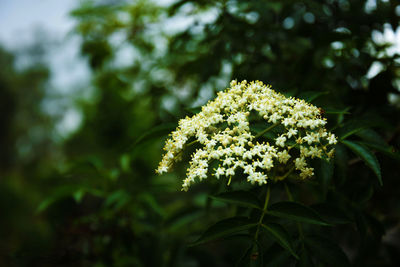 A garden full of american black elderberry