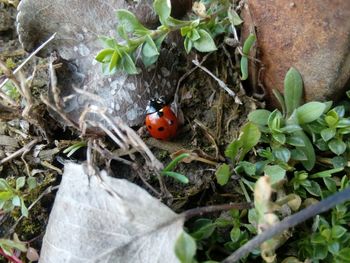 High angle view of ladybug on plant