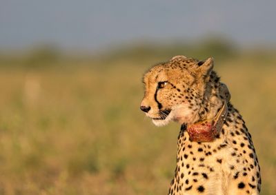 Close-up of a cat looking away