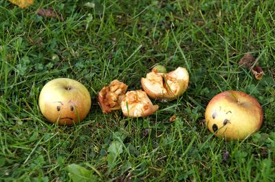 High angle view of mushrooms growing on field