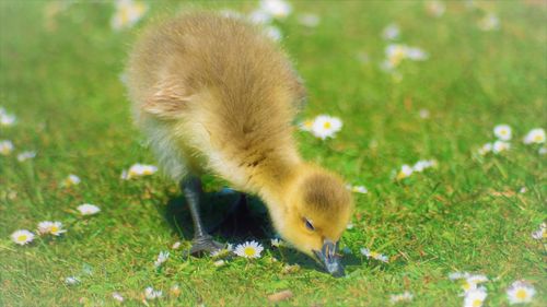 View of a sheep on grass