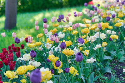 Multi colored tulips in park