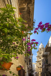 Low angle view of flowering plants and buildings against sky