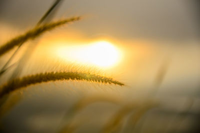 Close-up of leaf at sunset
