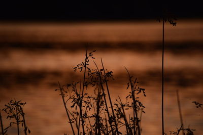Close-up of silhouette plants against lake during sunset