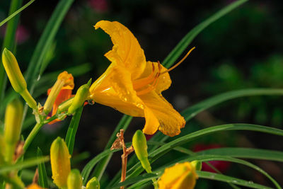 Close-up of yellow flowering plant