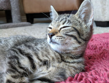 Close-up of a cat looking away