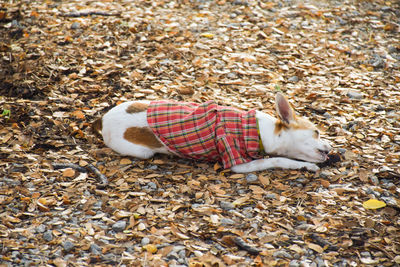 High angle view of dog relaxing on field