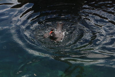 High angle view of inca tern swimming on sea