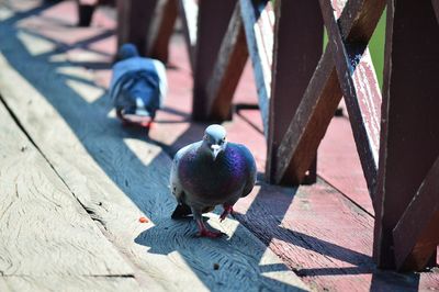 Close-up of pigeons perching on table