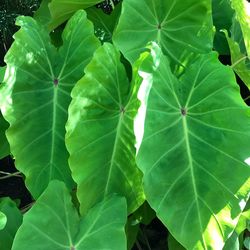 Full frame shot of green leaf