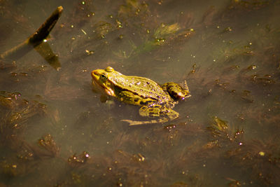 High angle view of fish swimming in lake