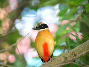 bird