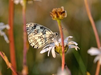 Close-up of a marbled white butterfly resting on a flower. 