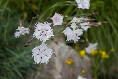 Close-up of flowers blooming outdoors