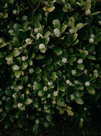 Verdant green leaves background