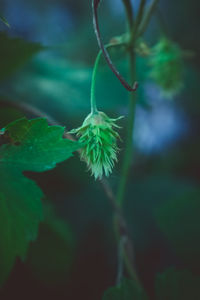 Close-up of plant against blurred background