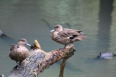 Birds perching on a lake