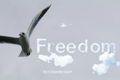 Close-up of seagull flying against sky