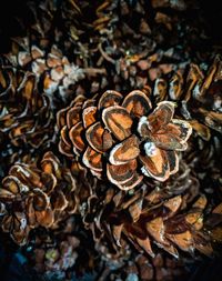 High angle view of pine cone on field