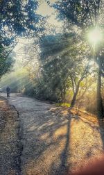 Sunlight falling on road amidst trees in forest