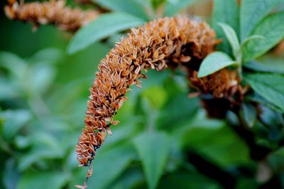 Close-up of wilted plant leaves