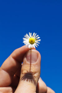 Cropped image of woman holding daisy