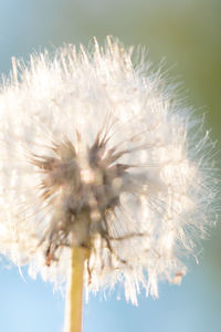 Close-up of dandelion against sky