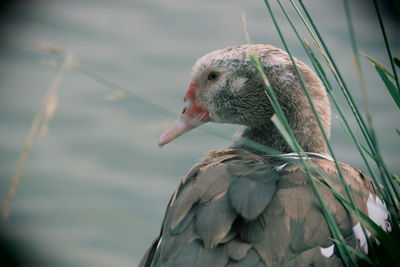 Close-up side view of a bird