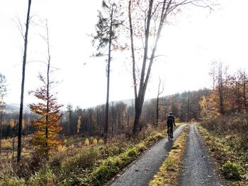 Road amidst bare trees