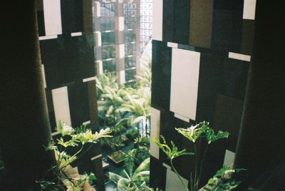 Plants growing on wall