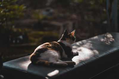 Cat resting in a car