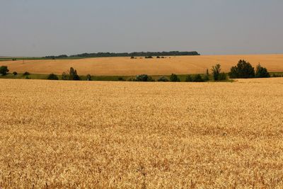 Scenic view of field against clear sky